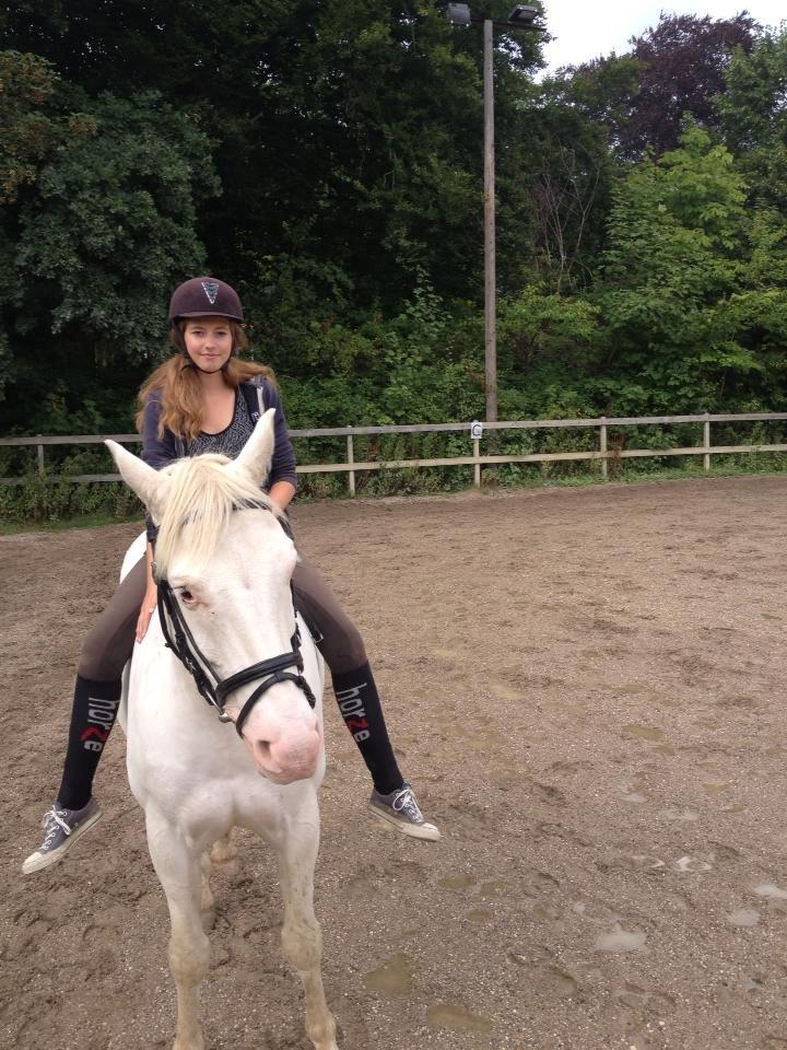 Knabstrupper Kolumbus af Hallundbæk - Hvis Kolumbus er helt hvid en dag, er det et mirakel. Den bedste Knabstrupper uden prikker. billede 15