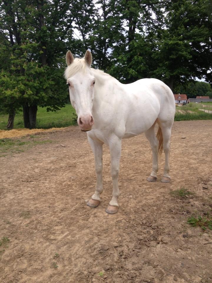 Knabstrupper Kolumbus af Hallundbæk - God forbid that I should go to any Heaven in which there are no horses. - Kolumbus nyder solen på folden. billede 13
