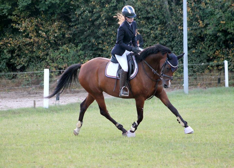 Welsh Partbred (Sec F) Krones Cirkeline billede 27
