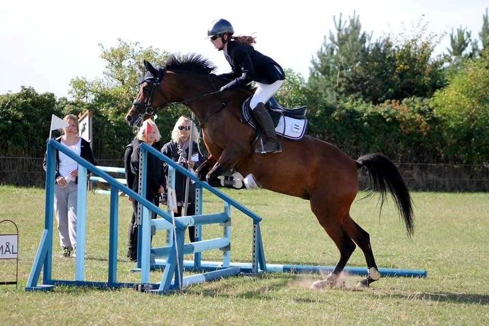 Welsh Partbred (Sec F) Krones Cirkeline billede 28