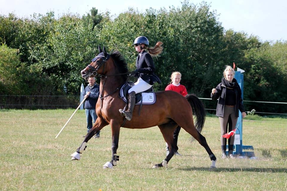 Welsh Partbred (Sec F) Krones Cirkeline billede 29