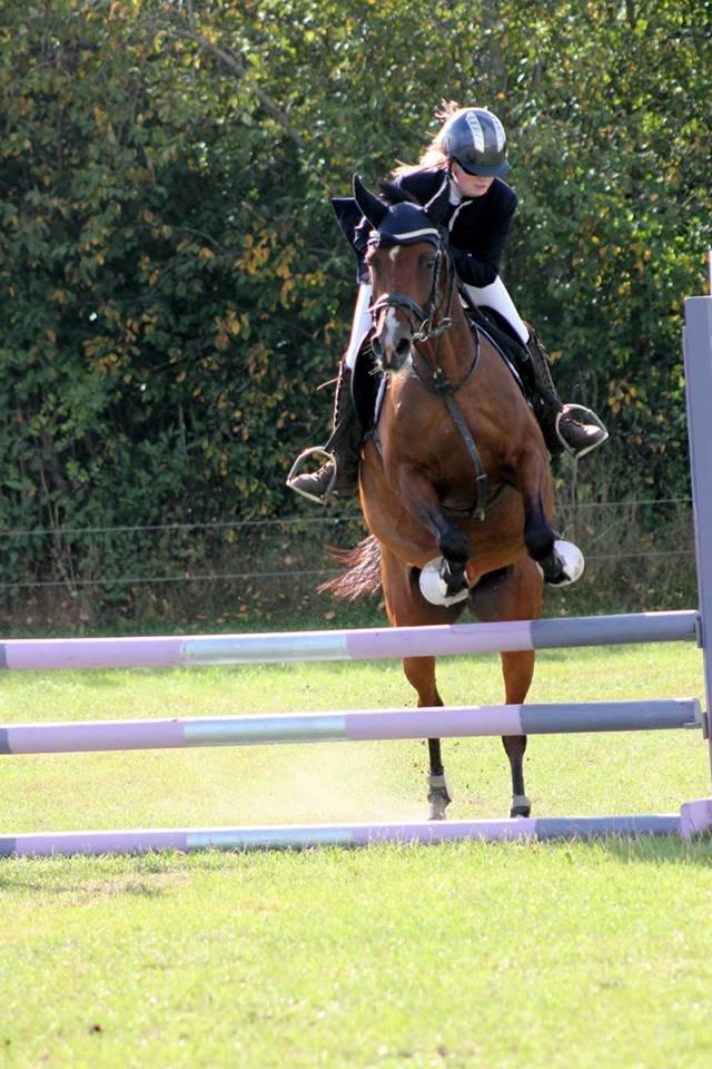 Welsh Partbred (Sec F) Krones Cirkeline billede 30