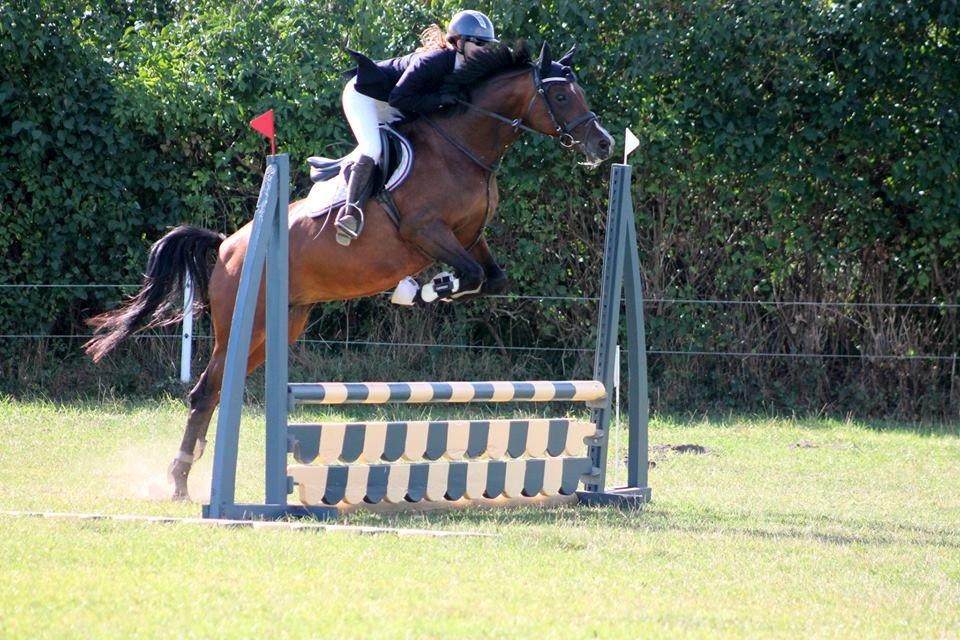 Welsh Partbred (Sec F) Krones Cirkeline billede 32