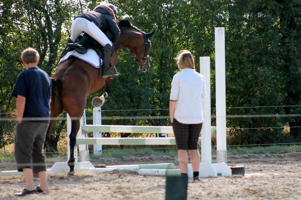 Welsh Partbred (Sec F) Krones Cirkeline billede 33