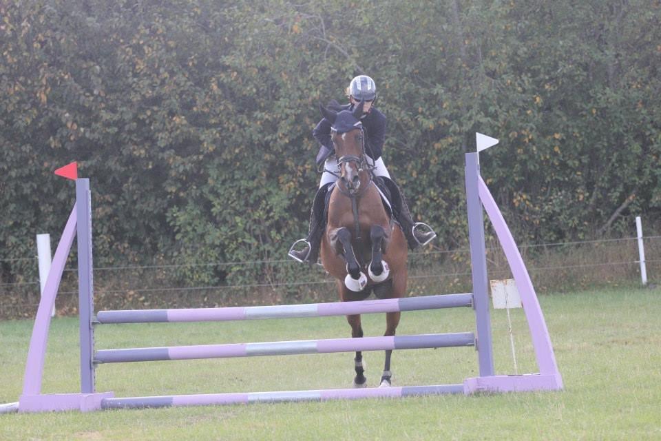 Welsh Partbred (Sec F) Krones Cirkeline billede 35