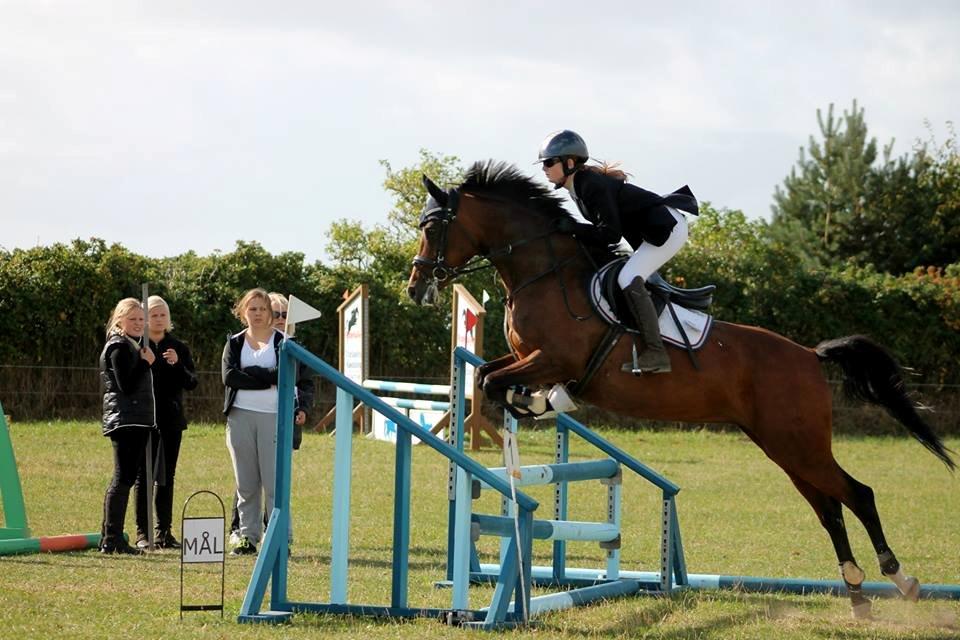 Welsh Partbred (Sec F) Krones Cirkeline billede 38