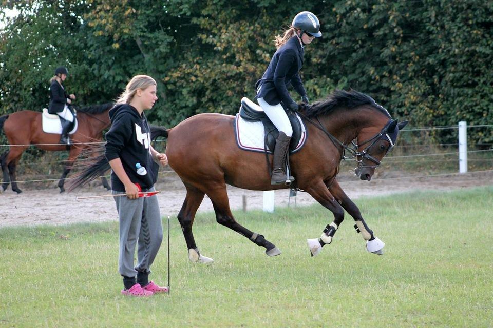 Welsh Partbred (Sec F) Krones Cirkeline billede 39