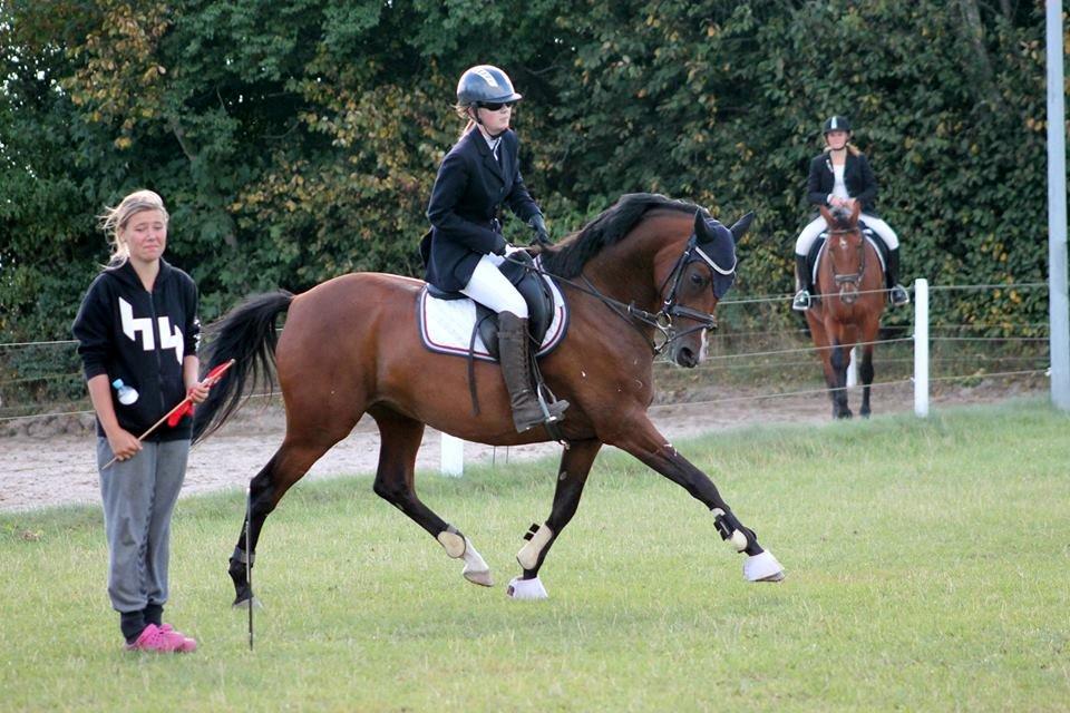 Welsh Partbred (Sec F) Krones Cirkeline billede 41