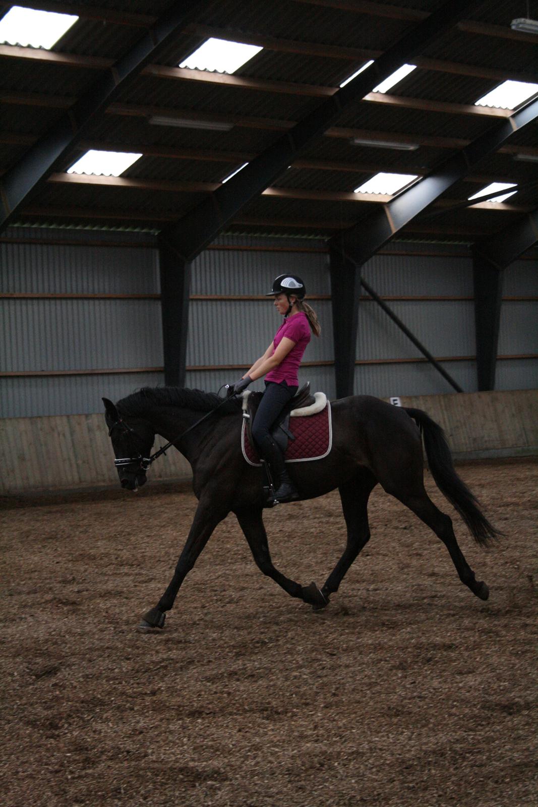 Dansk Varmblod LUTHERS TEQUILA SUNRISE - Dressurtræning på ANE. Her i svagt øget trav. 10/09 - 2013 billede 15