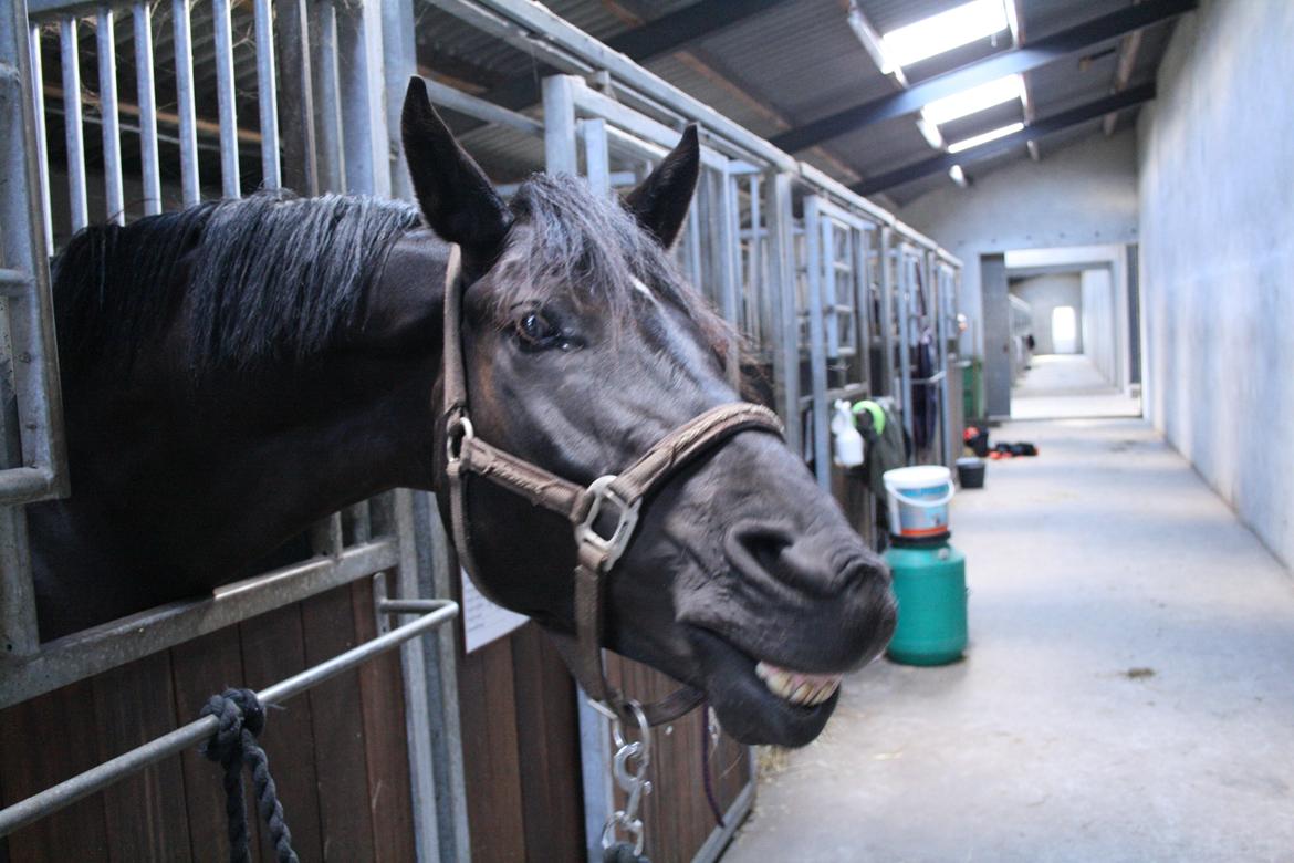 Dansk Varmblod LUTHERS TEQUILA SUNRISE - Quila smiler til kameraet. ANE 10/09 - 2013 billede 16