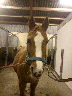 DSP Sunshine billede 14