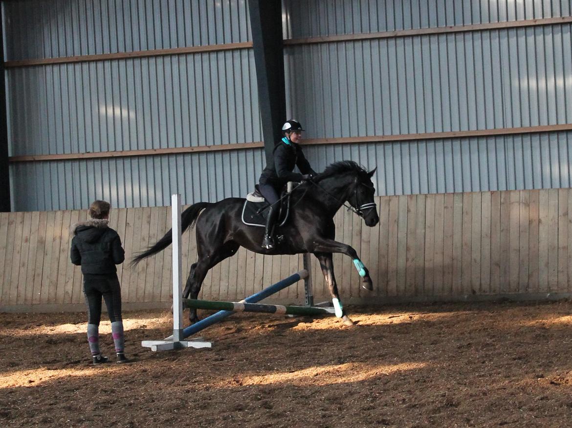 Dansk Varmblod LUTHERS TEQUILA SUNRISE - Første gang Tequila forsøger sig med springningen. Han var noget nervøs over det men var hurtig til at lære! 
ANE 03/10 - 2013 billede 12