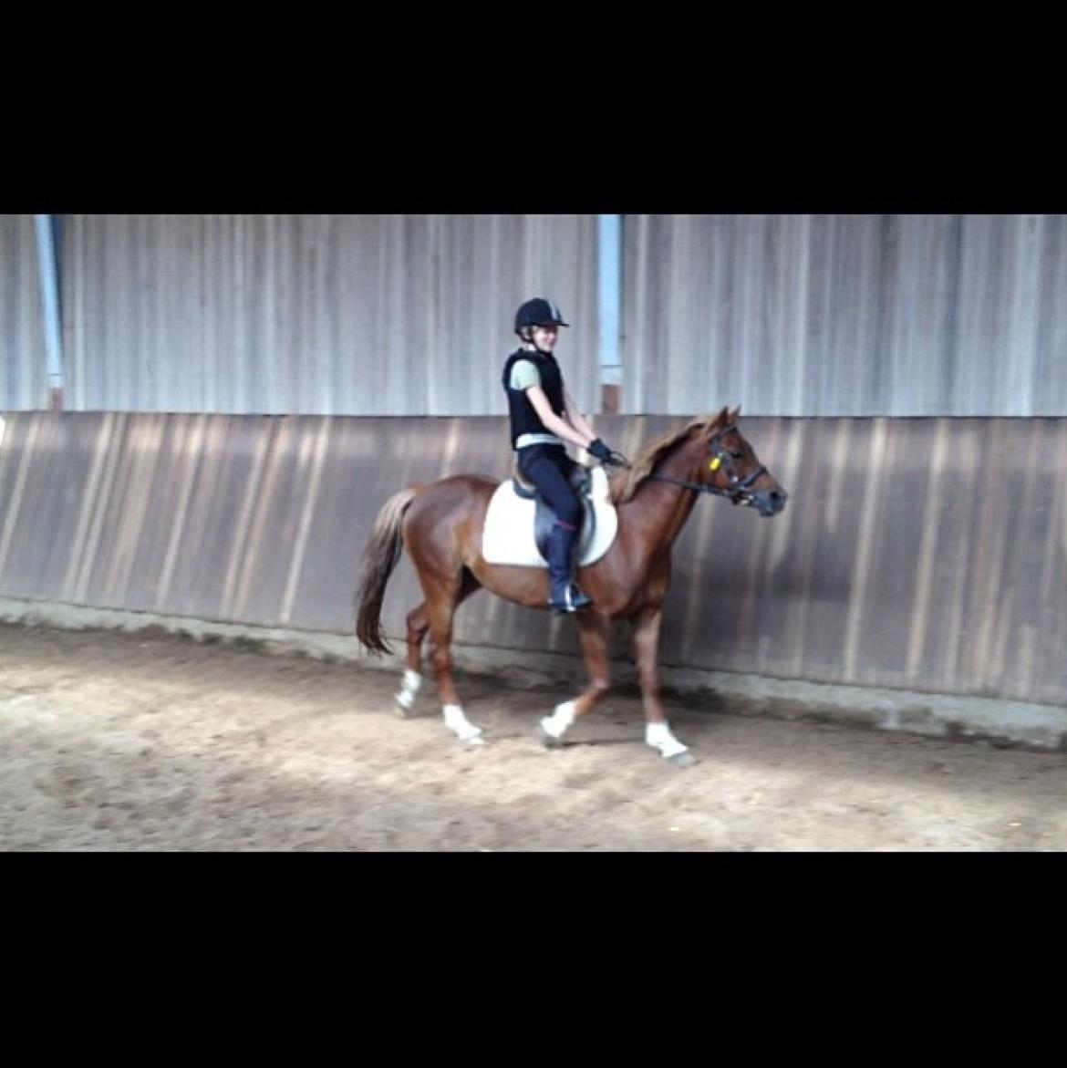 DSP Toftegårdens Belucca billede 8