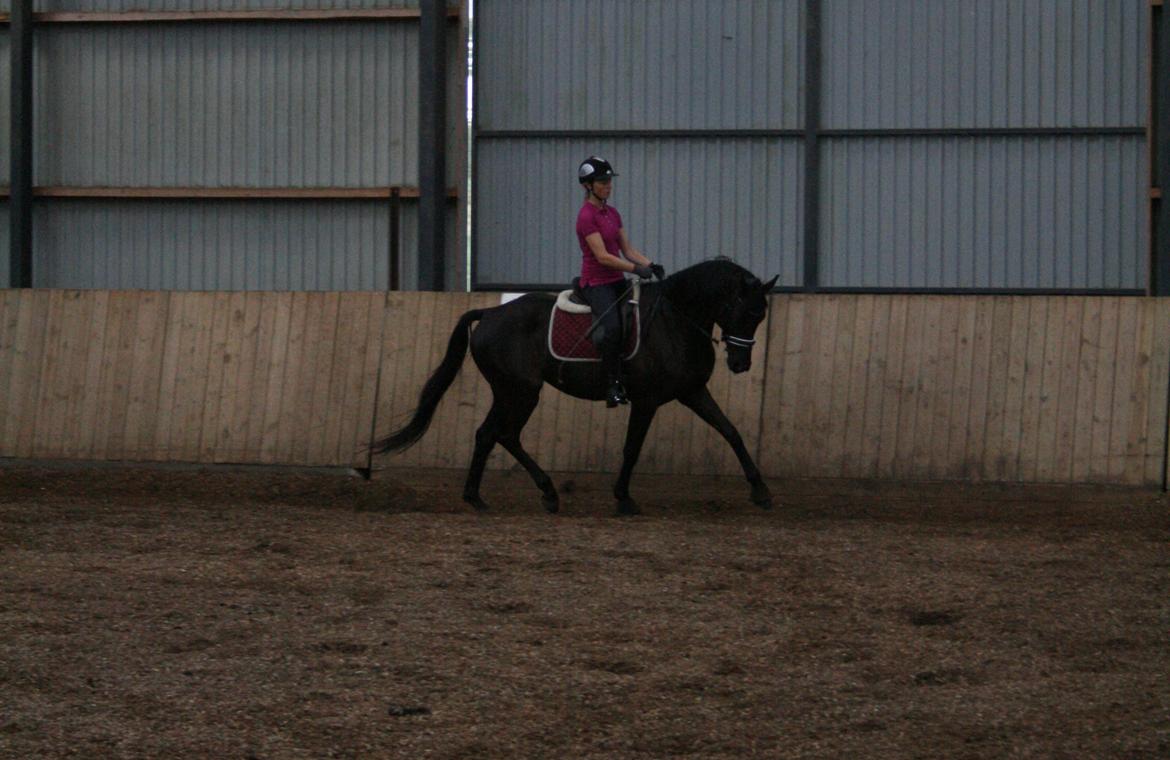 Dansk Varmblod LUTHERS TEQUILA SUNRISE - Dressur på ANE, 10/09 - 2013 billede 7