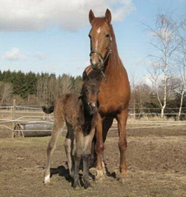 Anden særlig race Sweet Alexander - Xander som baby. billede 12