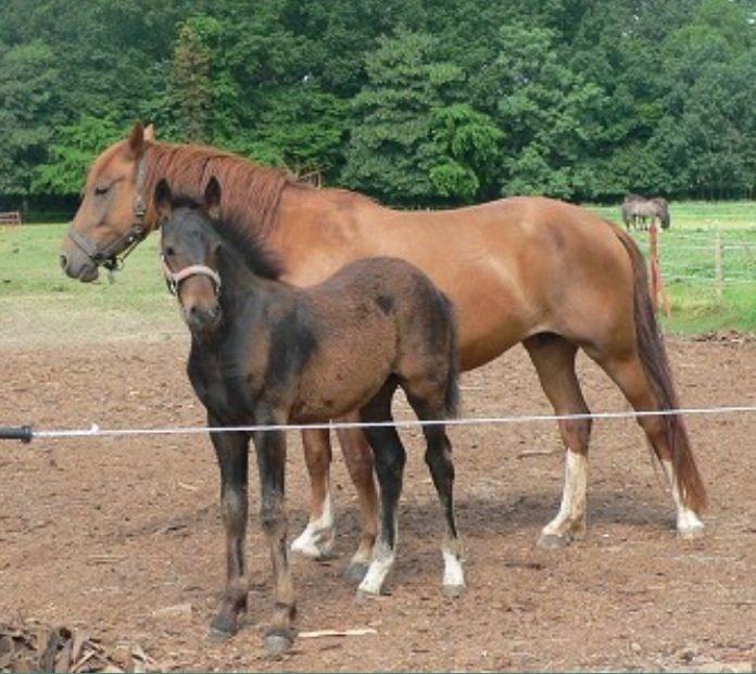 Anden særlig race Sweet Alexander - Som lidt større baby. billede 13