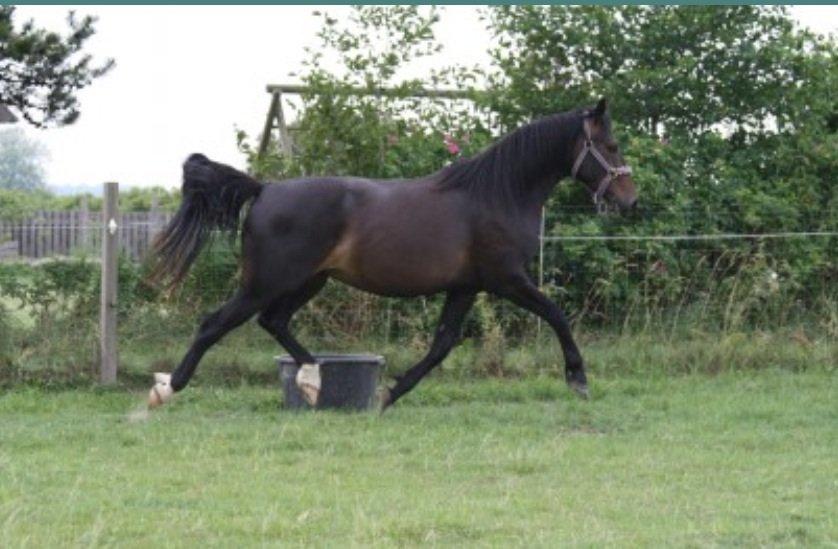 Anden særlig race Sweet Alexander - På folden hos tidligere ejer, hvor han boede fra 4 mdr - 6år.  billede 14