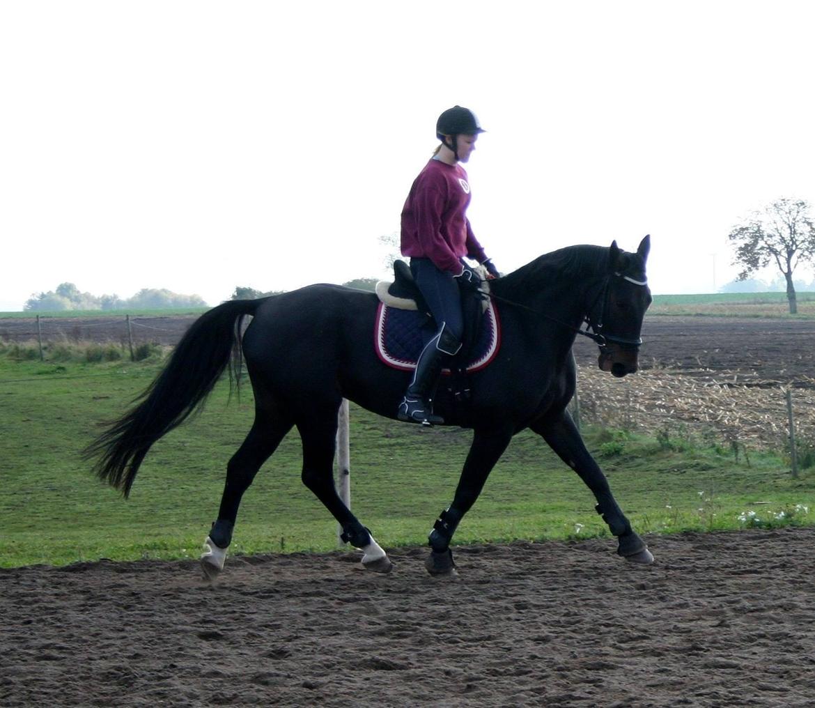 Anden særlig race Sweet Alexander - Træning d.14/10-13, efter 14 dage. billede 3