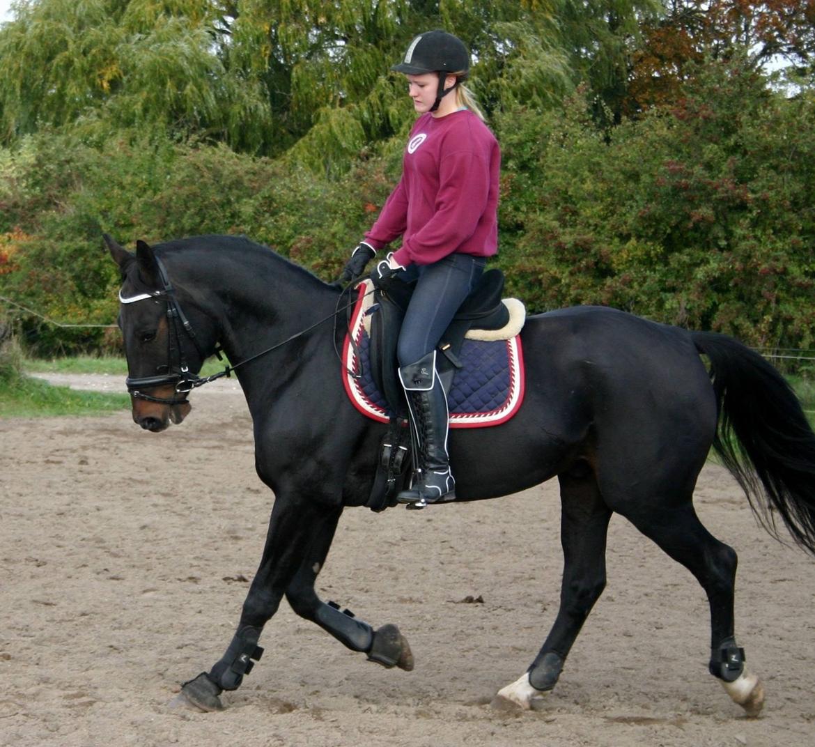 Anden særlig race Sweet Alexander - Træning d.14/10-13, efter 14 dage. billede 1