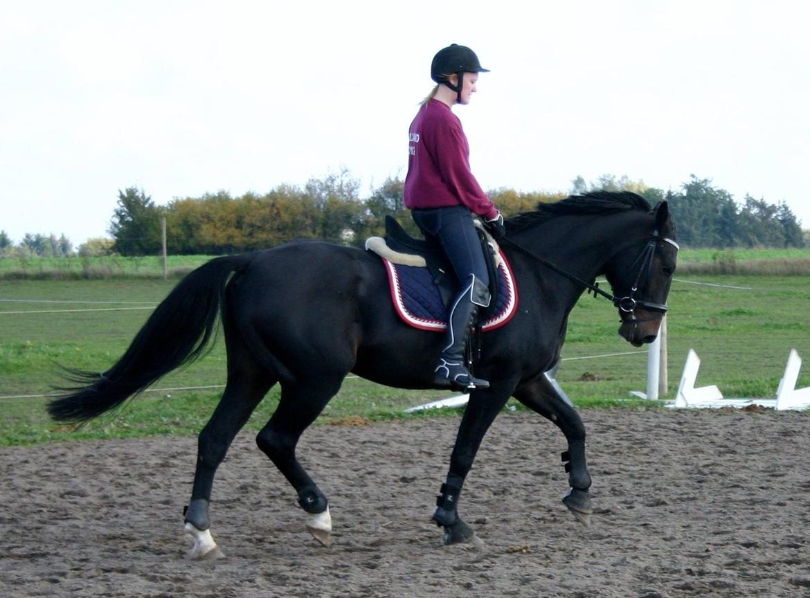 Anden særlig race Sweet Alexander - Træning d.14/10-13, efter 14 dage. billede 5