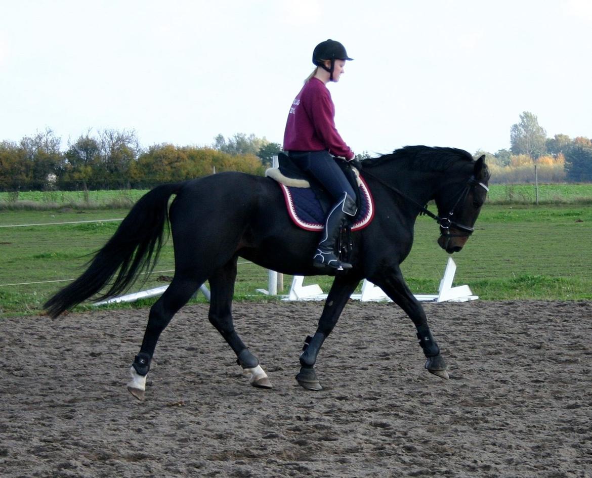 Anden særlig race Sweet Alexander - Træning d.14/10-13, efter 14 dage. billede 6