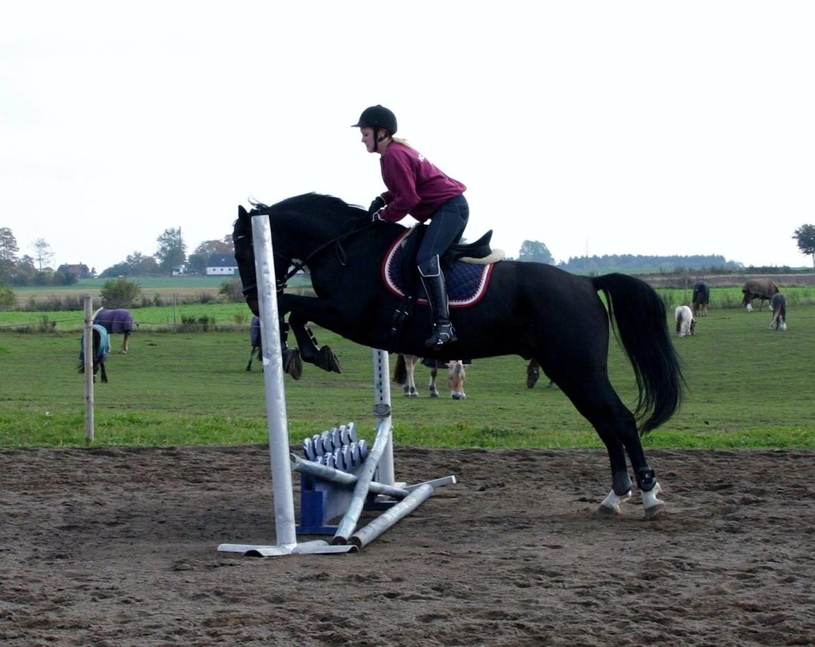 Anden særlig race Sweet Alexander - 2. gang jeg springer ham. Tag højde for at jeg har dressursadel og dressurbøjler. Vi springer ikk så højt da jeg ikk havde vest på. billede 7
