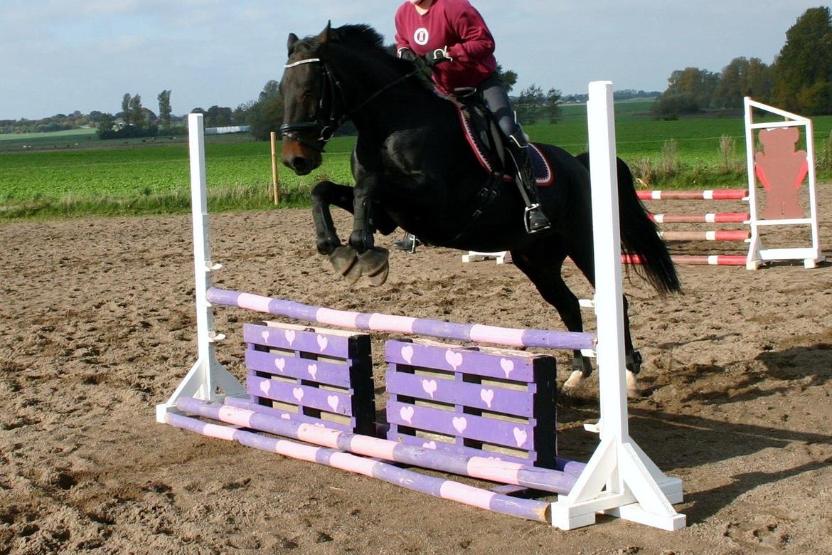 Anden særlig race Sweet Alexander - 2. gang jeg springer ham. Tag højde for at jeg har dressursadel og dressurbøjler. Vi springer ikk så højt da jeg ikk havde vest på. billede 8