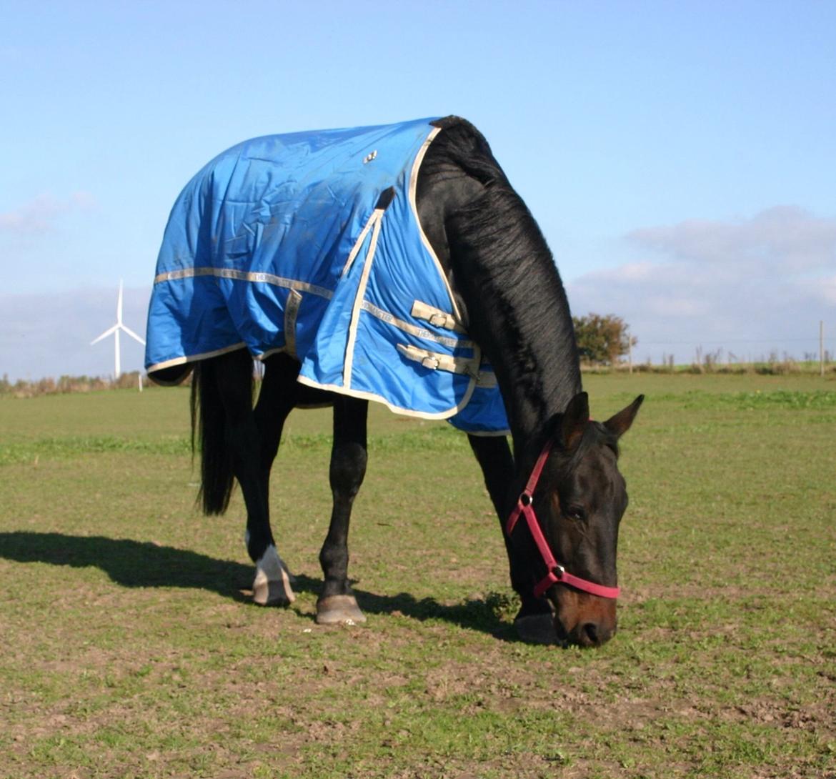 Anden særlig race Sweet Alexander - På folden d. 14/10-13, mens vi er hjemme på ferie. billede 9