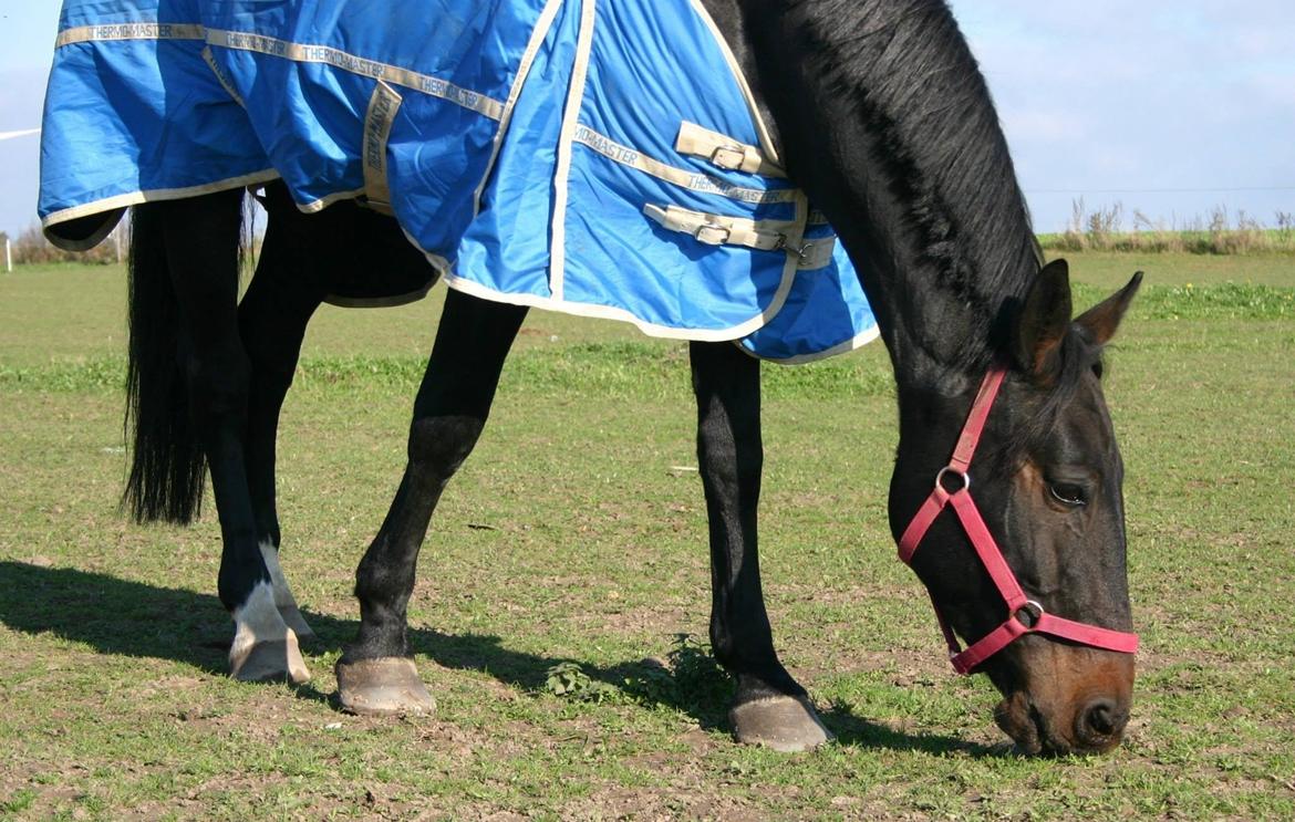 Anden særlig race Sweet Alexander - På folden d. 14/10-13, mens vi er hjemme på ferie. billede 10