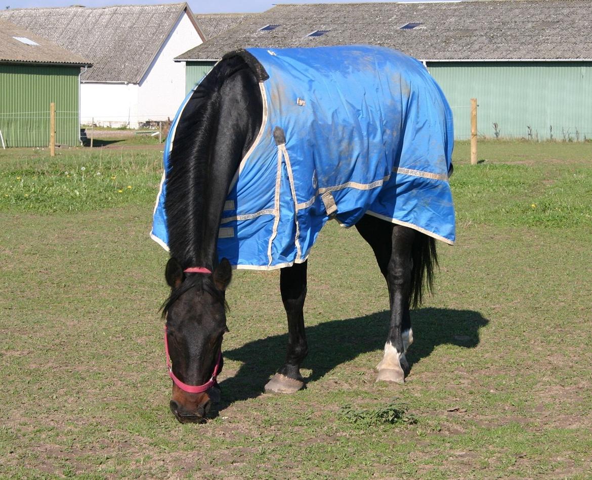 Anden særlig race Sweet Alexander - På folden d. 14/10-13, mens vi er hjemme på ferie. billede 11