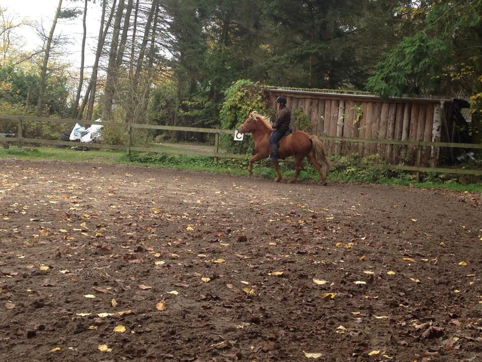 Islænder Vá Fra Arnakke billede 12