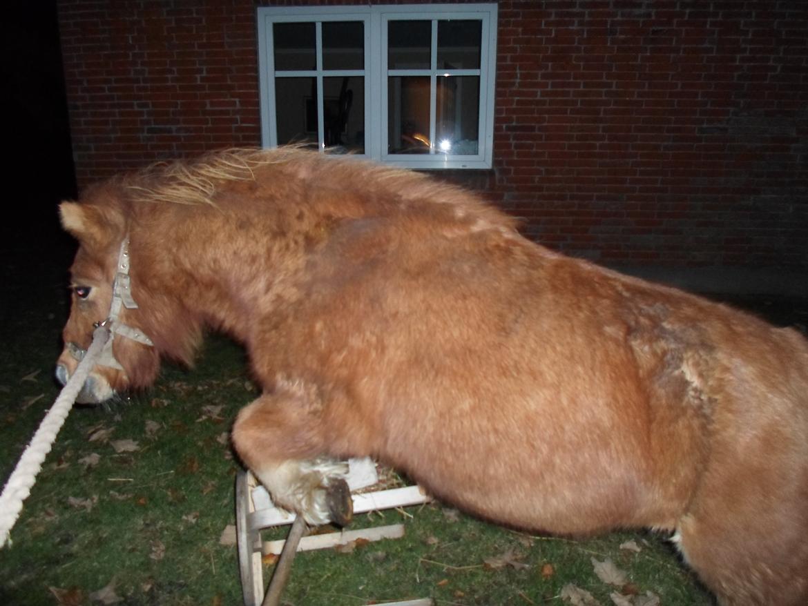 Shetlænder misty <33 - når enden er go er alting godt! lig gerne en kommentar på vejen :-) vi ses!! <33 billede 14