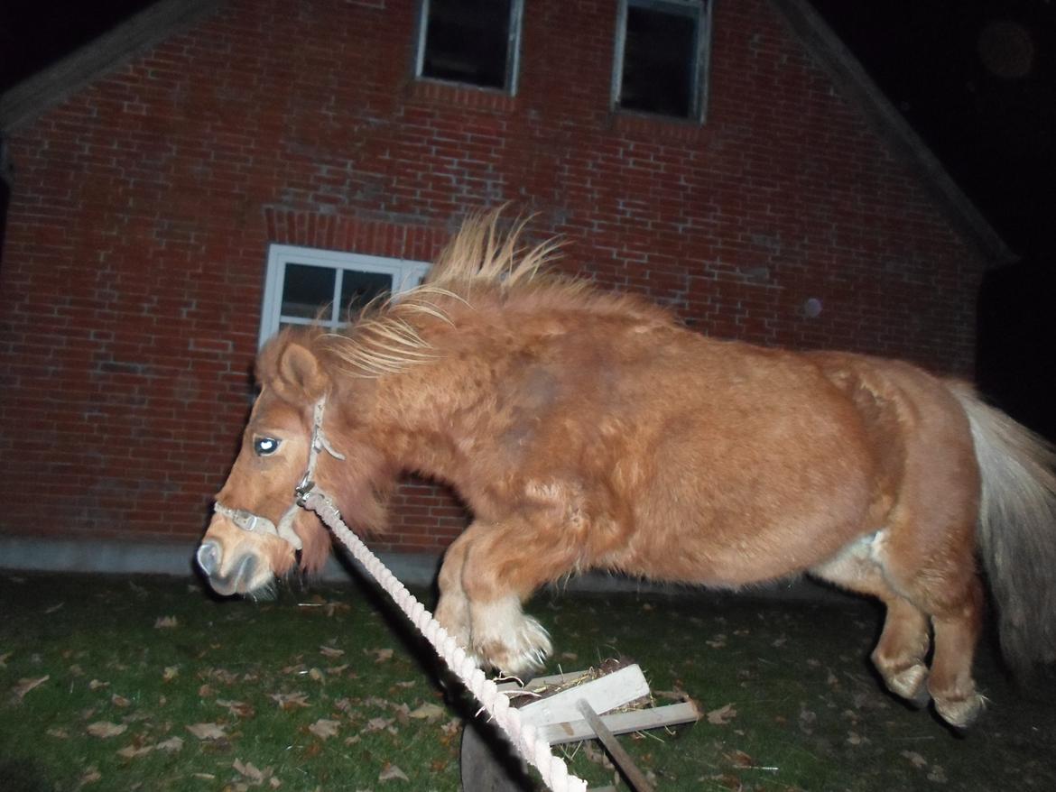 Shetlænder misty <33 - Springe det kan hun!! billede 4