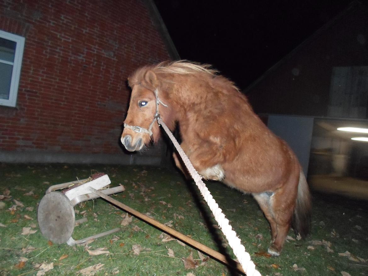 Shetlænder misty <33 - Velkommen til Misty! :-) billede 1