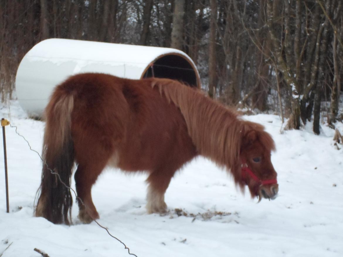 Shetlænder misty <33 - snehesten :-) billede 3