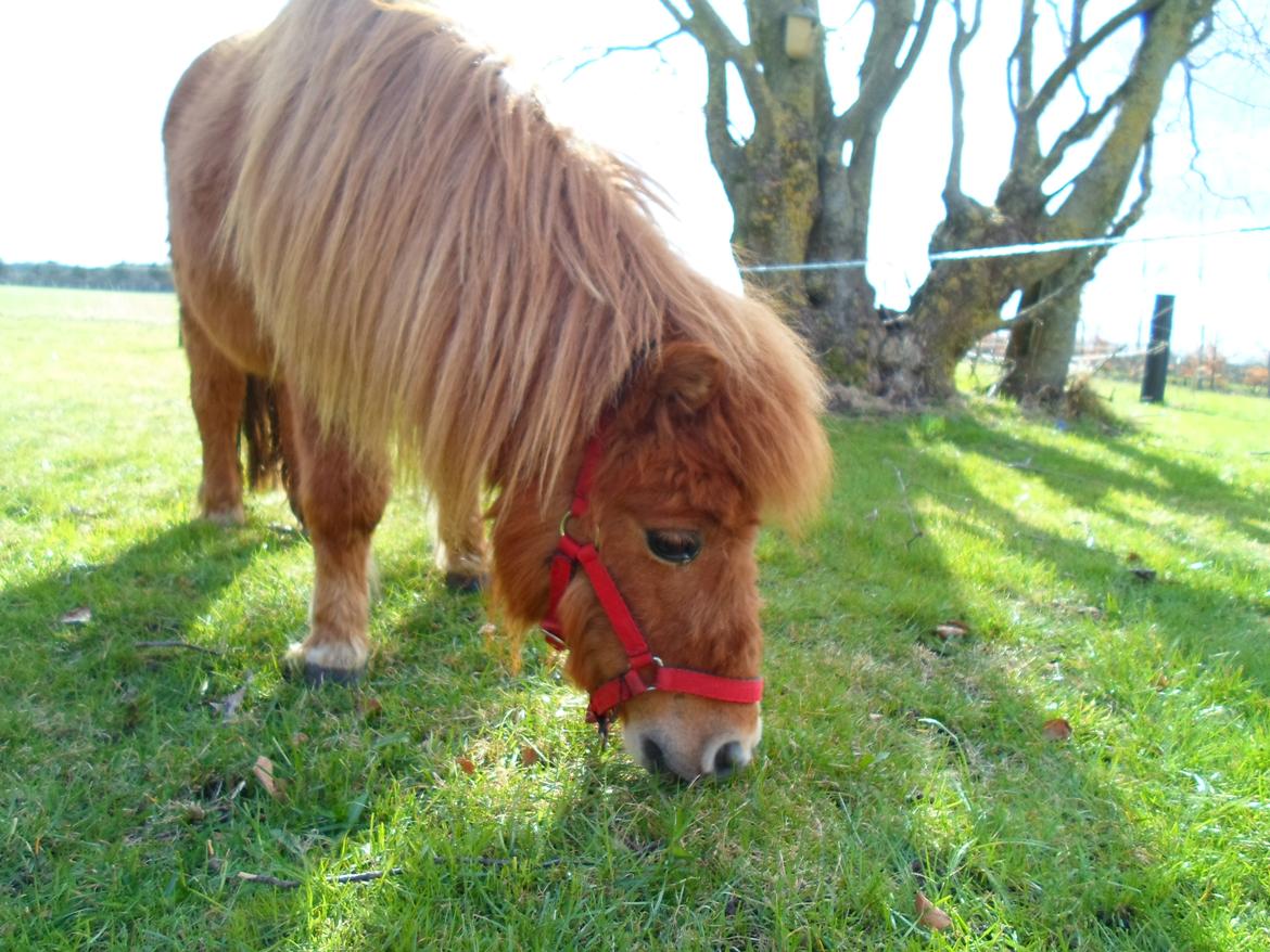 Shetlænder misty <33 billede 7