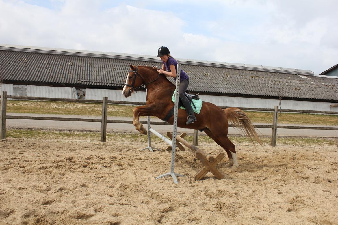 Anden særlig race Dreamer<3 - Han var så sød den dag!<3 billede 4