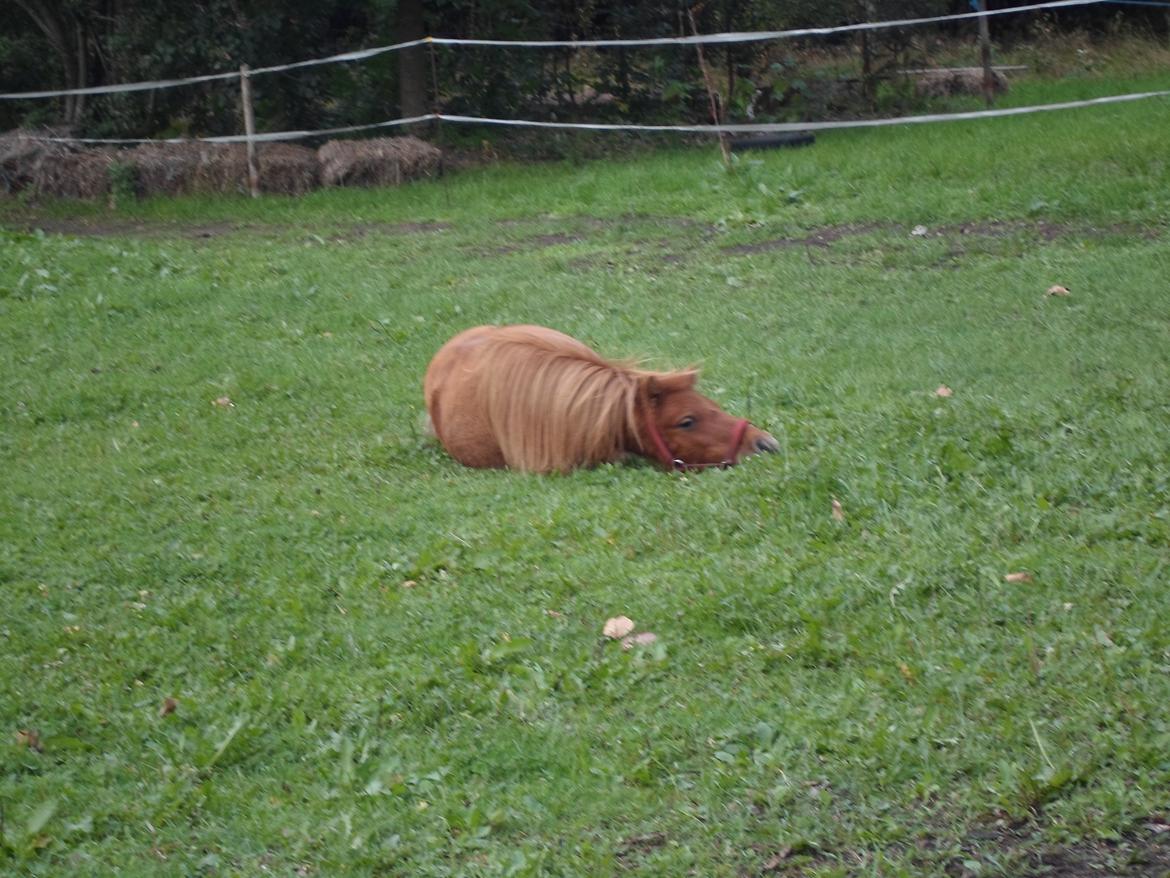 Shetlænder misty <33 - <33 sødt billede 10