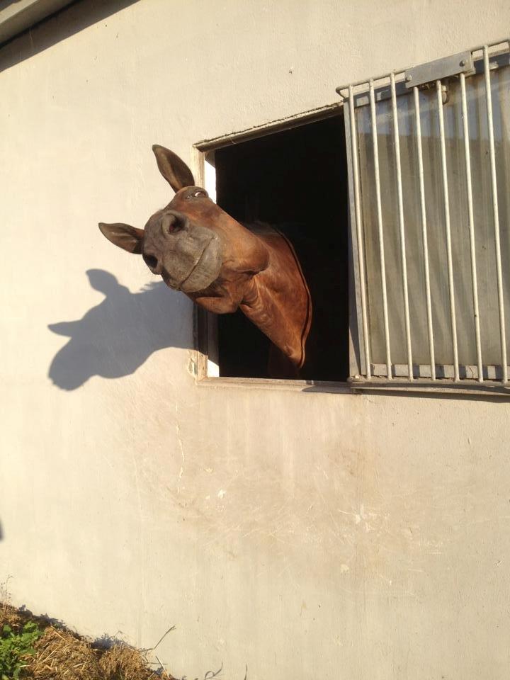 Holstener Jarl billede 19