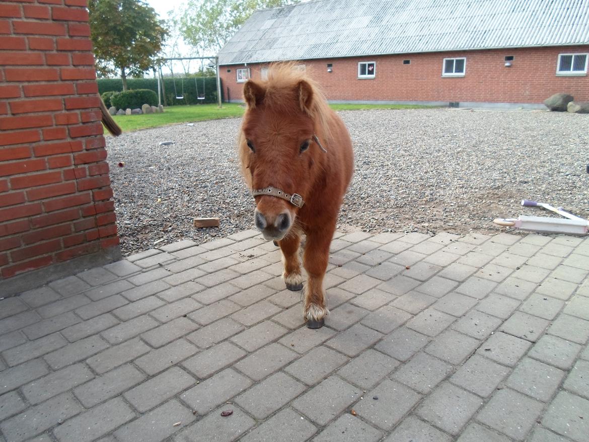 Shetlænder misty <33 - søde misty<33 billede 2