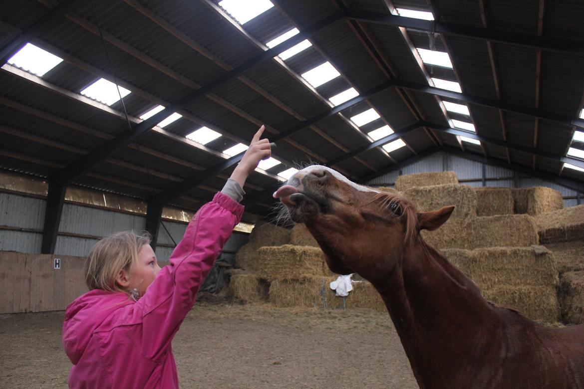 Anden særlig race Dreamer<3 billede 9