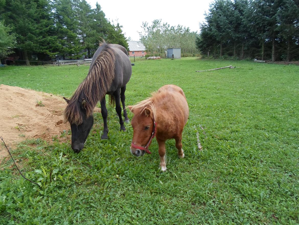 Shetlænder misty <33 - hvor er de søde<33 billede 11
