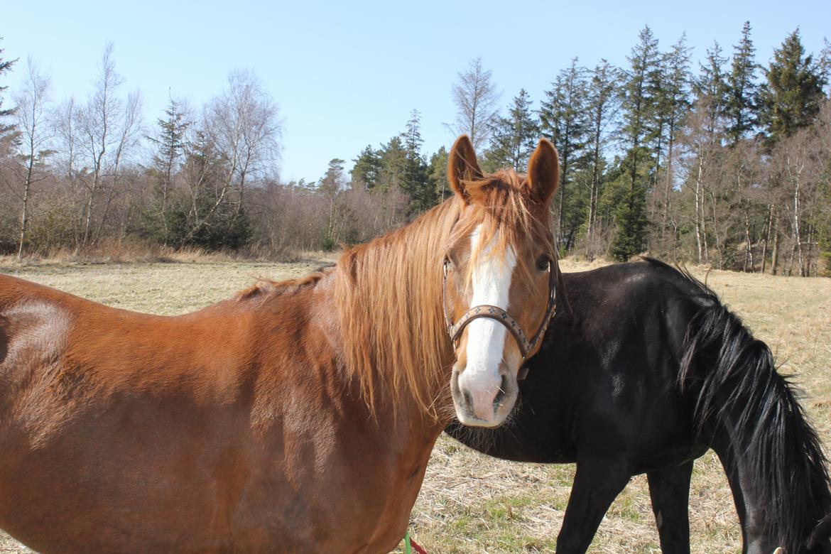 Anden særlig race Dreamer<3 - Elsker den pony<3<3 billede 6