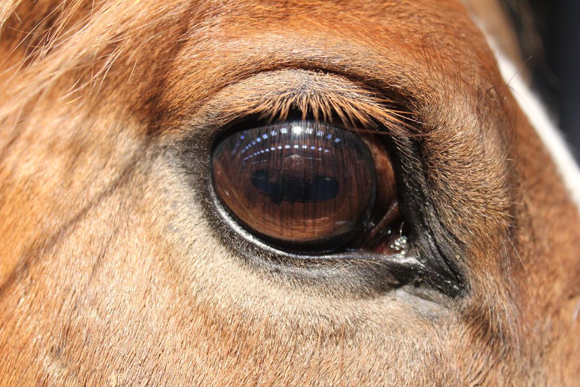 Anden særlig race Dreamer<3 - Dreamer<3 billede 2