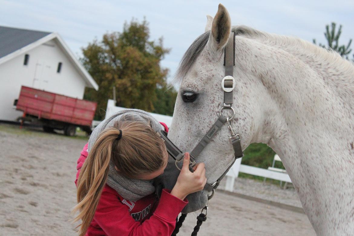 Hollandsk Sportspony LOOK AT ME - Hvordan bliver det muligt at klare hverdagen uden dig!? <3 Elsker den pony så ubeskrivelig højt!  billede 3