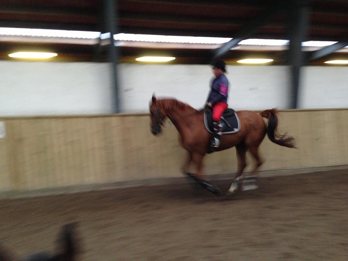 Anden særlig race Capitano - I fuld galop - lige inden jeg bliver smidt af :-) Sept 2013 billede 10