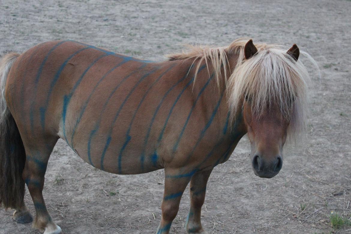 Shetlænder Rosie - Velkommen til Rosies profil <3 billede 1