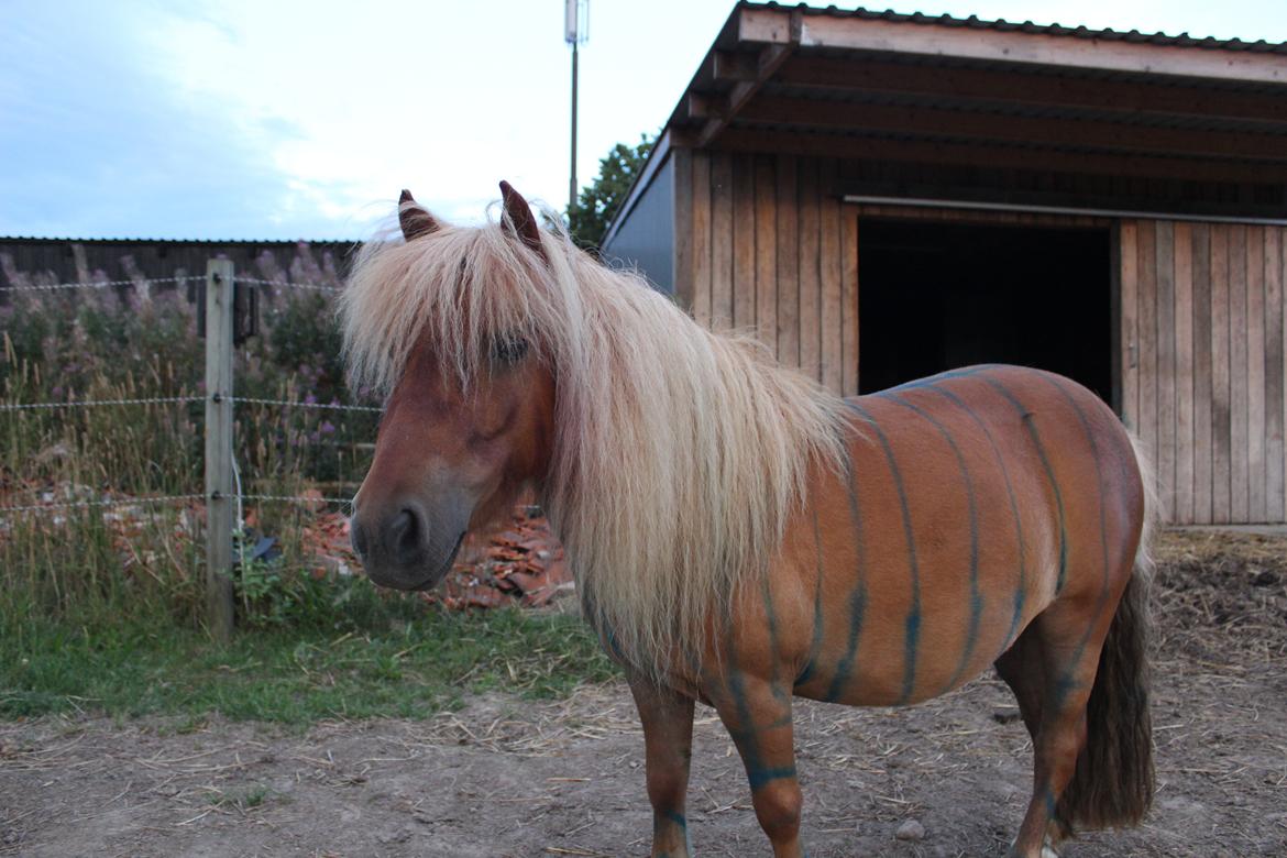 Shetlænder Rosie - smukke <3 billede 18