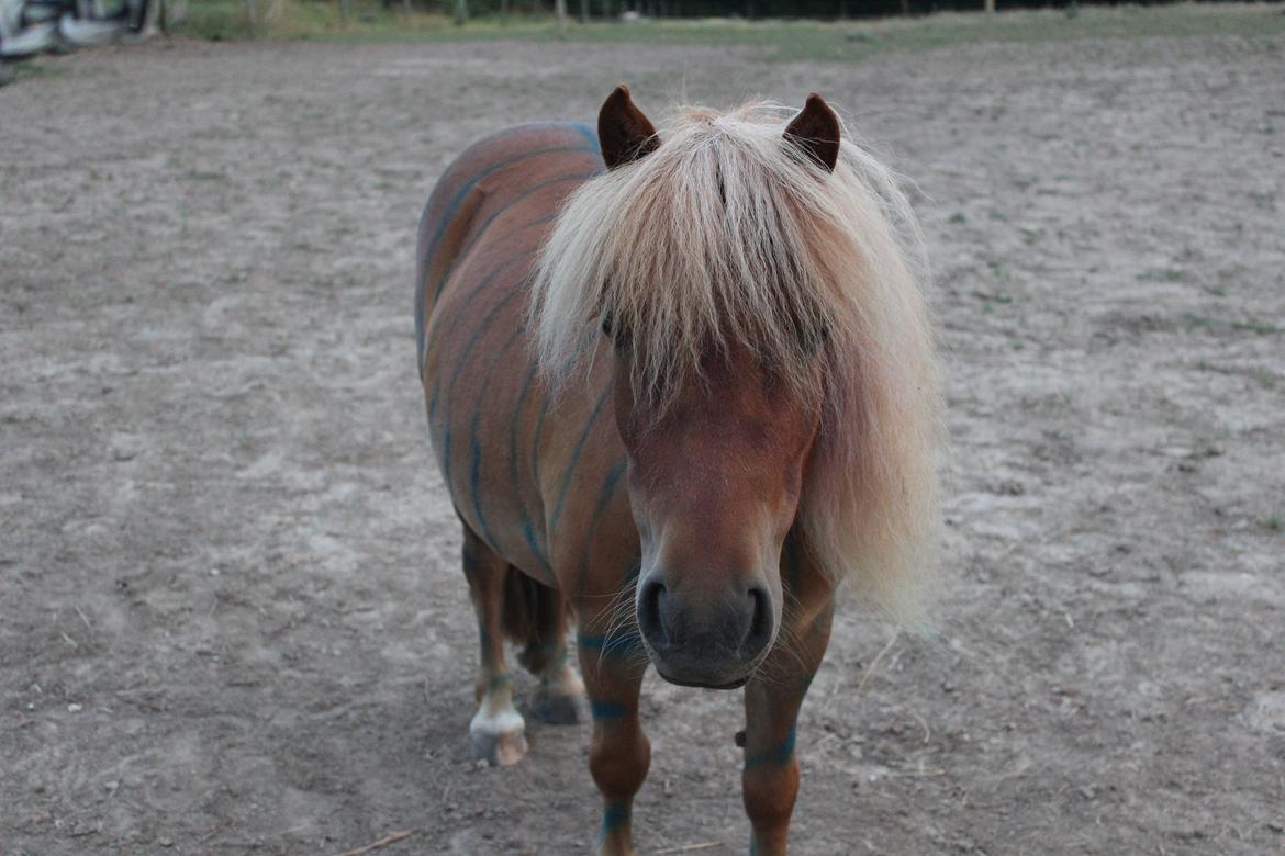 Shetlænder Rosie - mulle <3 billede 8