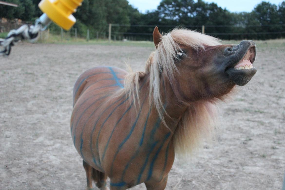 Shetlænder Rosie - Smiiiiil <3 billede 2